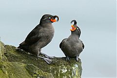 Crested Auklet